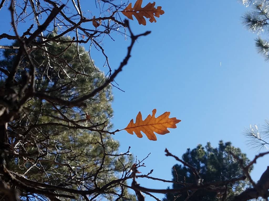 Wild Horse Sightings