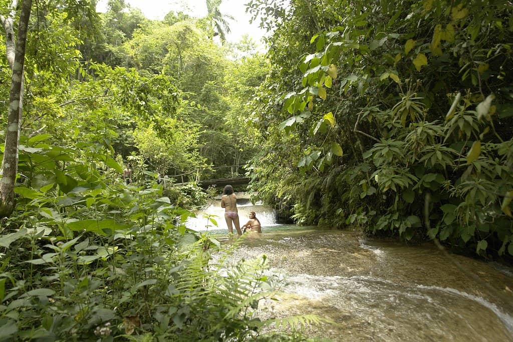 Lush Tropical Forest