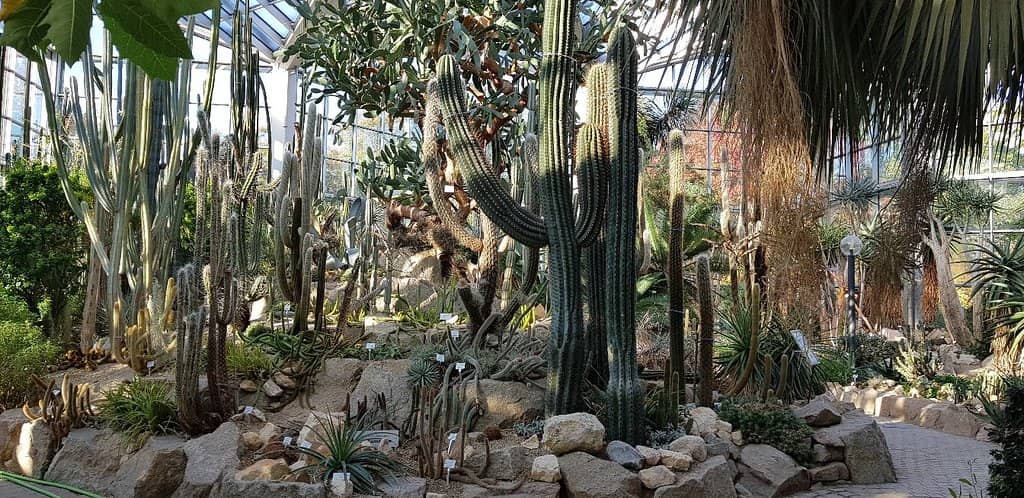 Unique Tree Collection