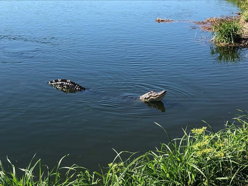 Otter Playtime