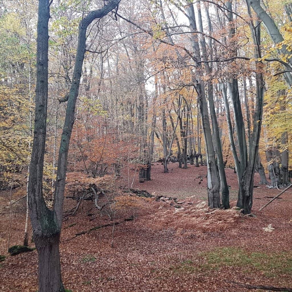 Queen Elizabeth's Hunting Lodge