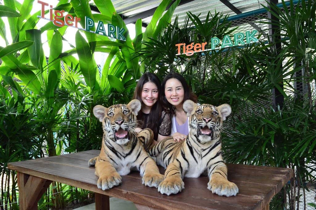 Siberian Tiger Cubs