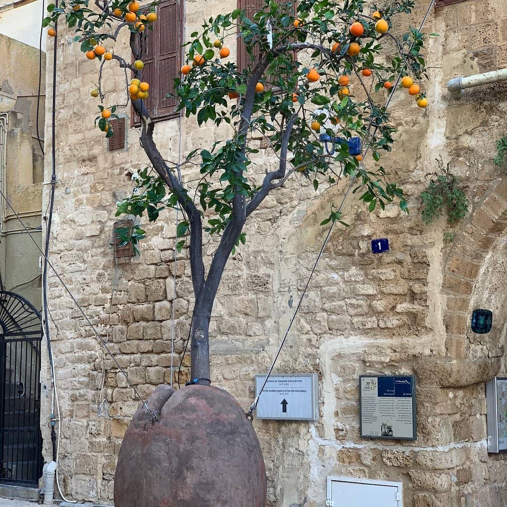 The Suspended Orange Tree