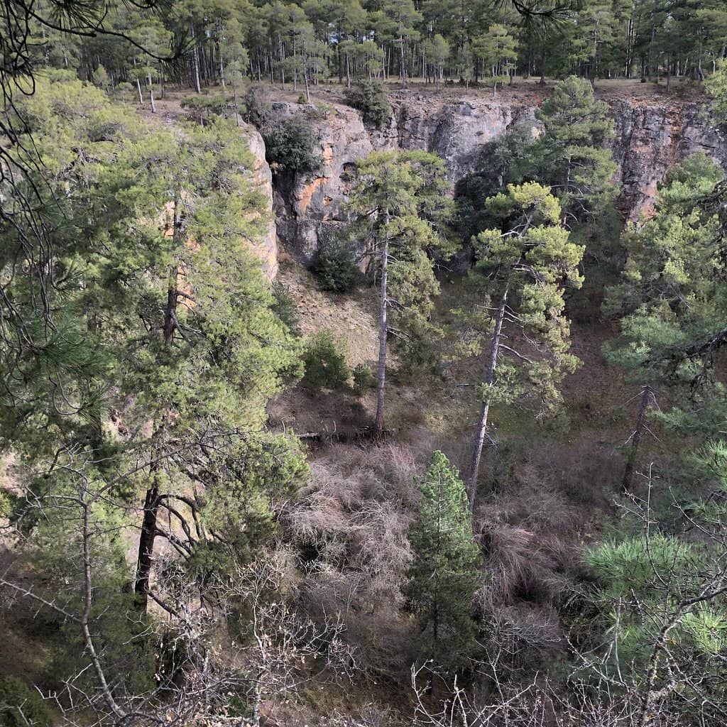 Pine Forest Trails