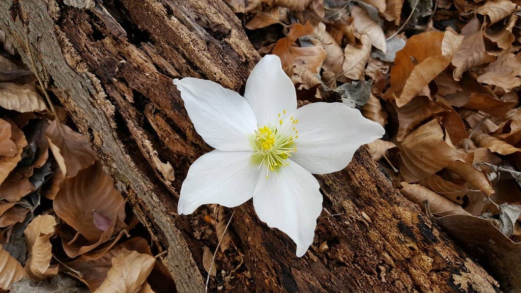 Archaeological Discoveries