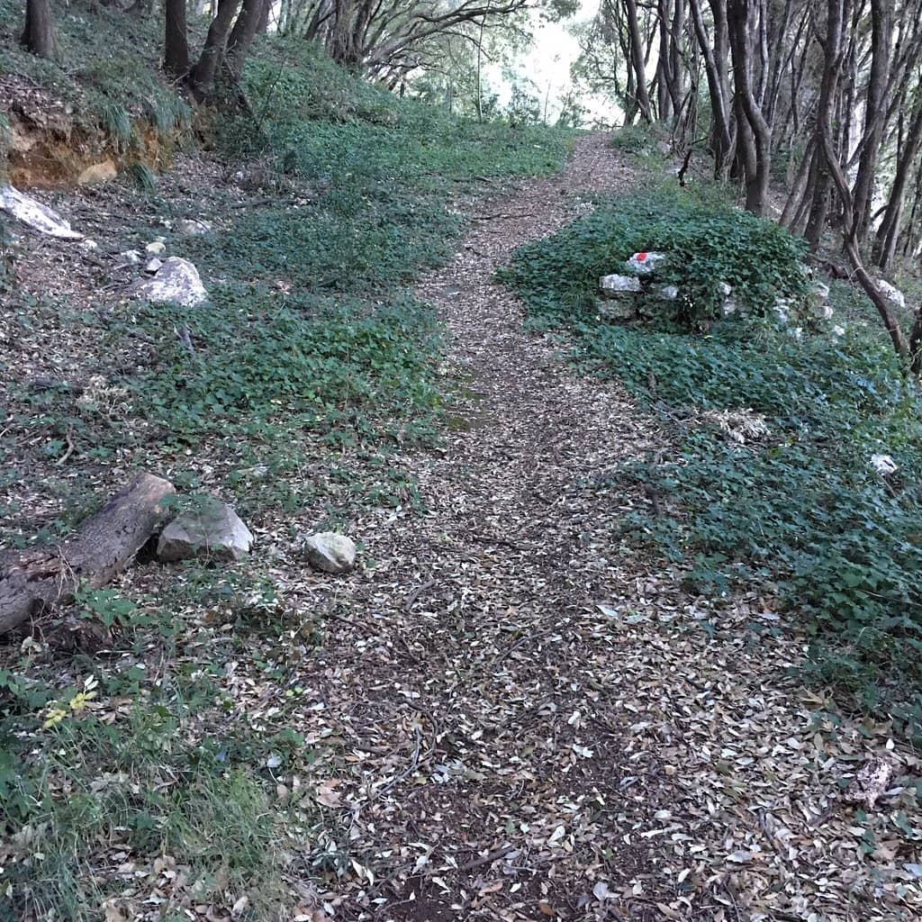 Steep Forest Ascent