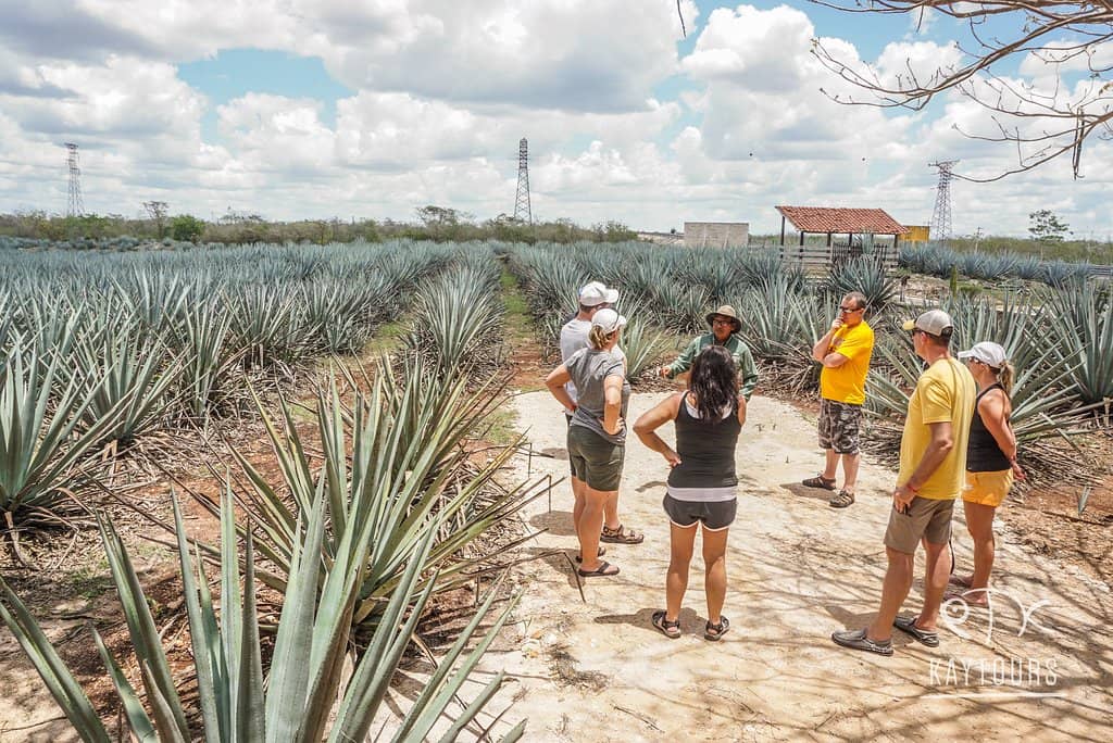 Tequila Tasting Experience