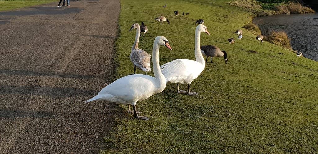 Scenic Lake and Wildlife