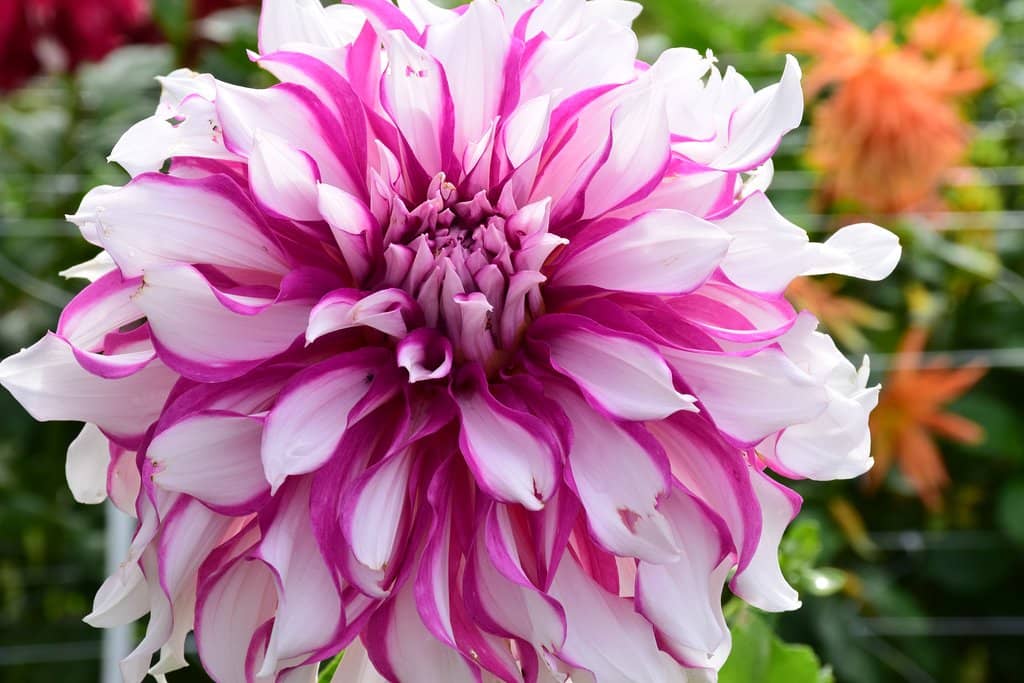 Beautifully Maintained Gardens