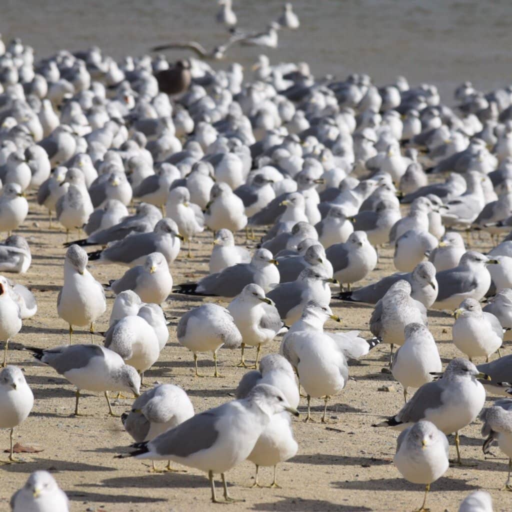 Boating & Jet Skiing
