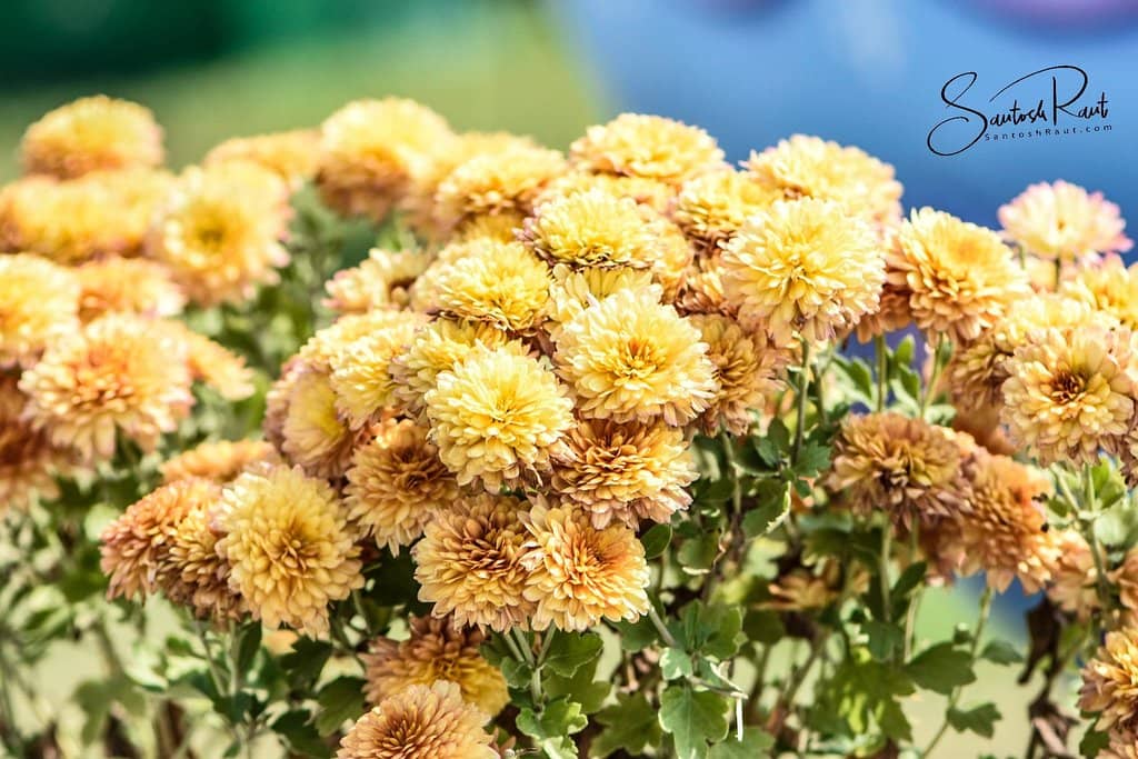 Vibrant Flower Displays