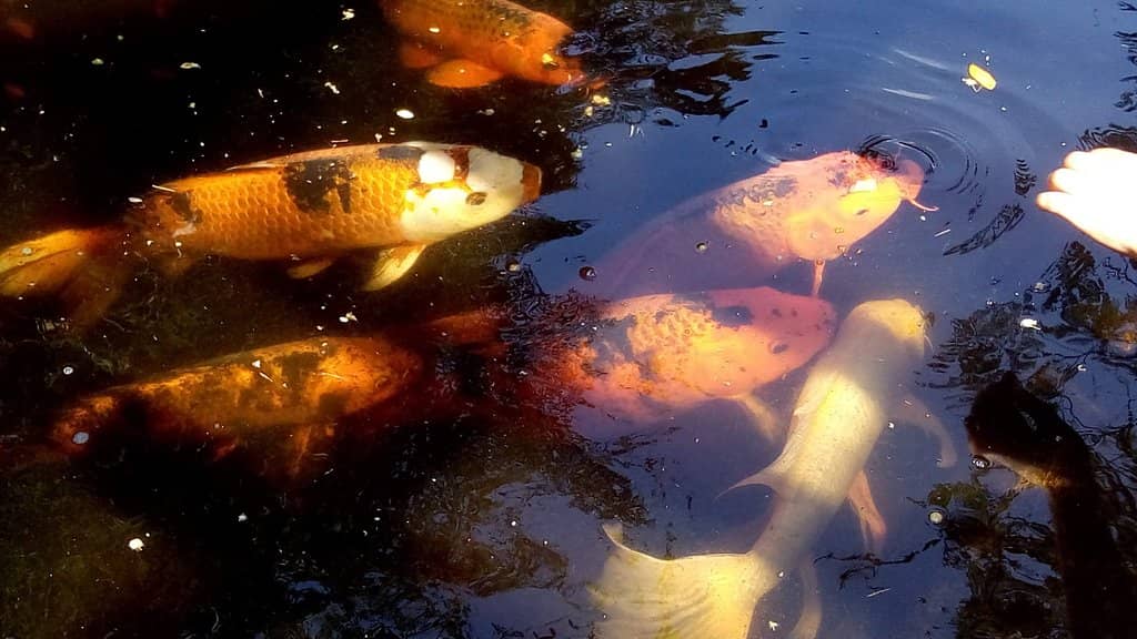 Nutria Enrichment Activities