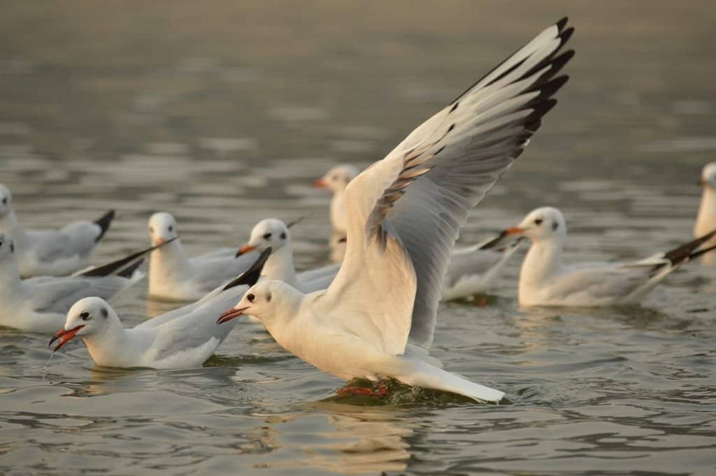 Manikarnika Ghat Cremations