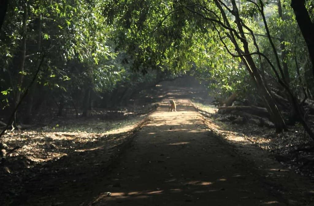 Mangrove Boardwalk Trail