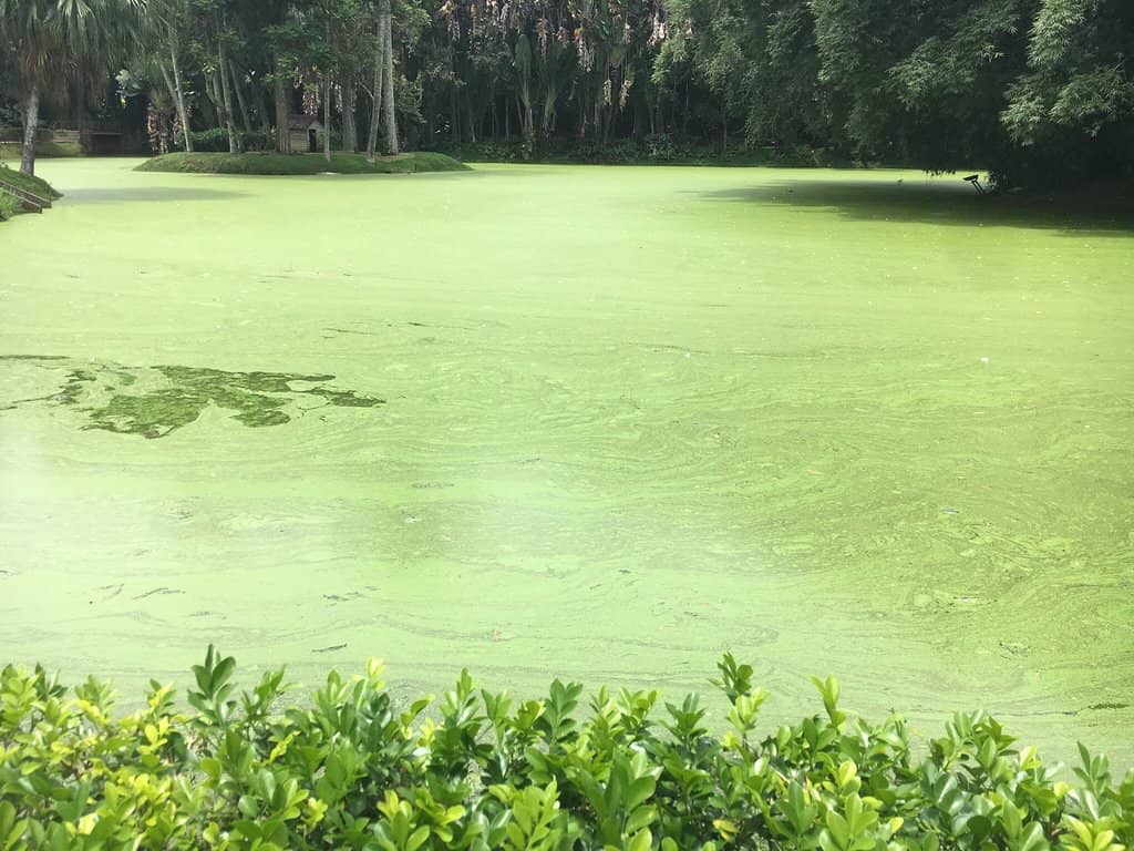 Serene Park and Lake