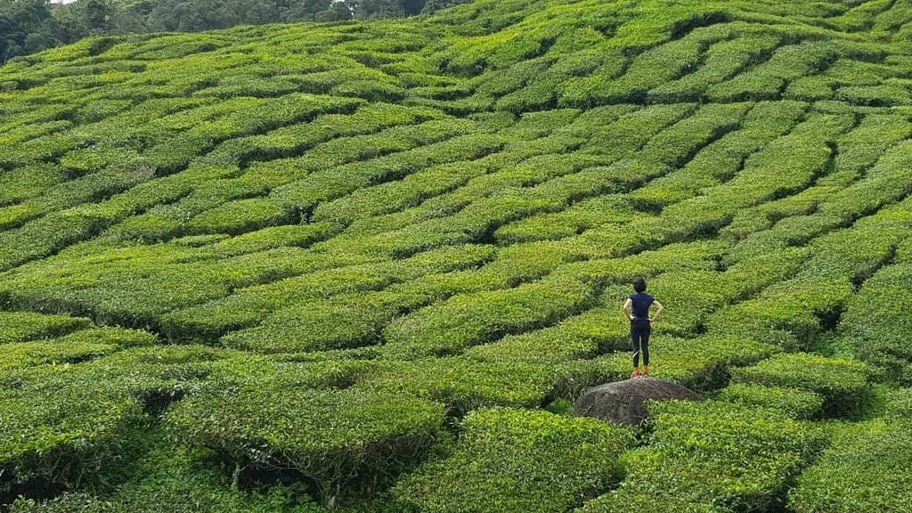 Endless Green Tea Plantations