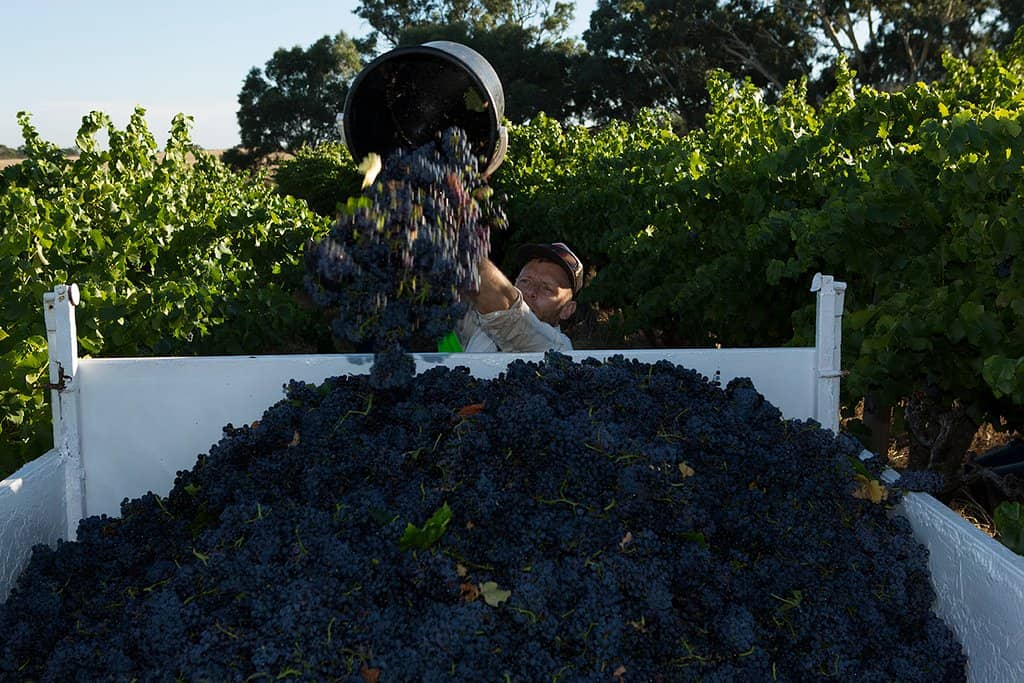 Panoramic Barossa Views