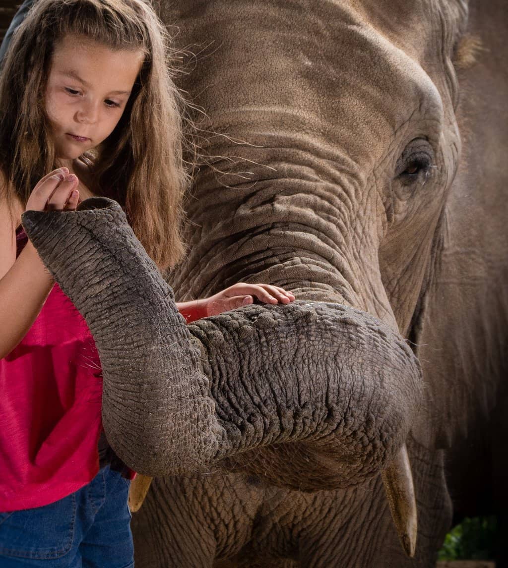 Optional Elephant Ride