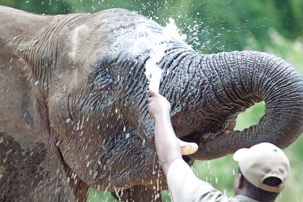 Educational Elephant Encounters