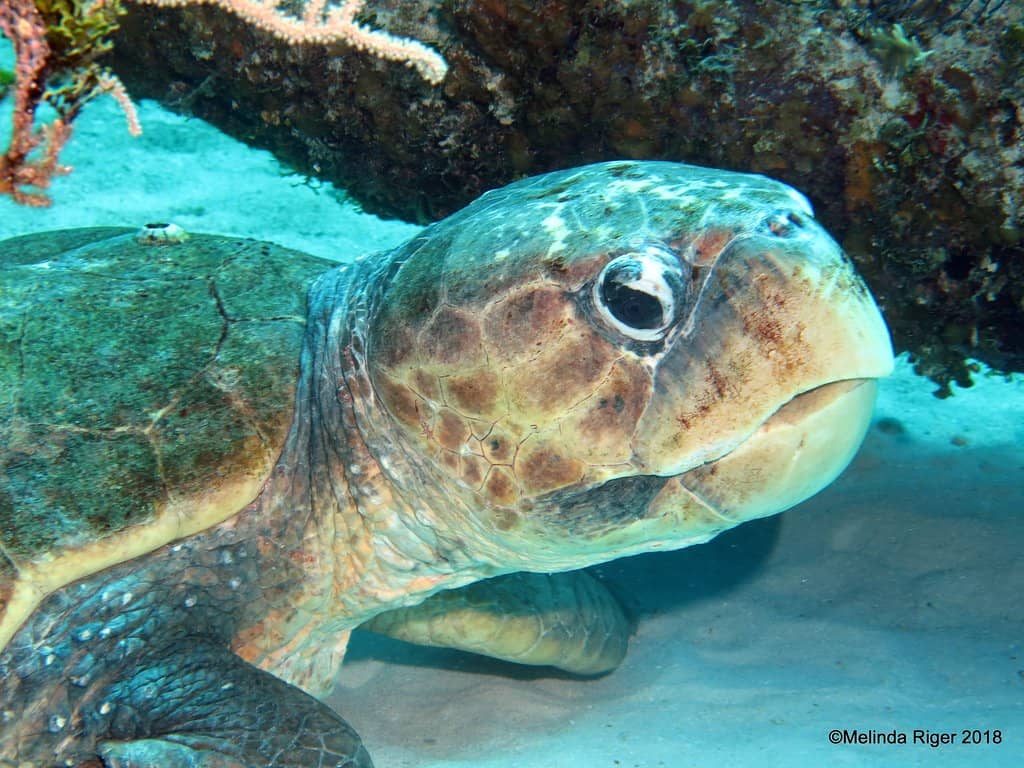 Coral Reef Exploration