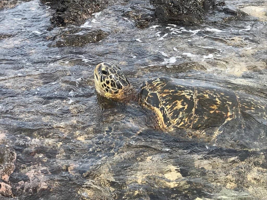 Snorkeling with Sea Turtles