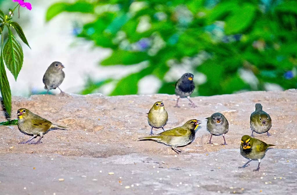Hand-Feeding Hummingbirds