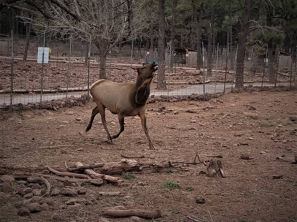 Interactive Deer Feeding