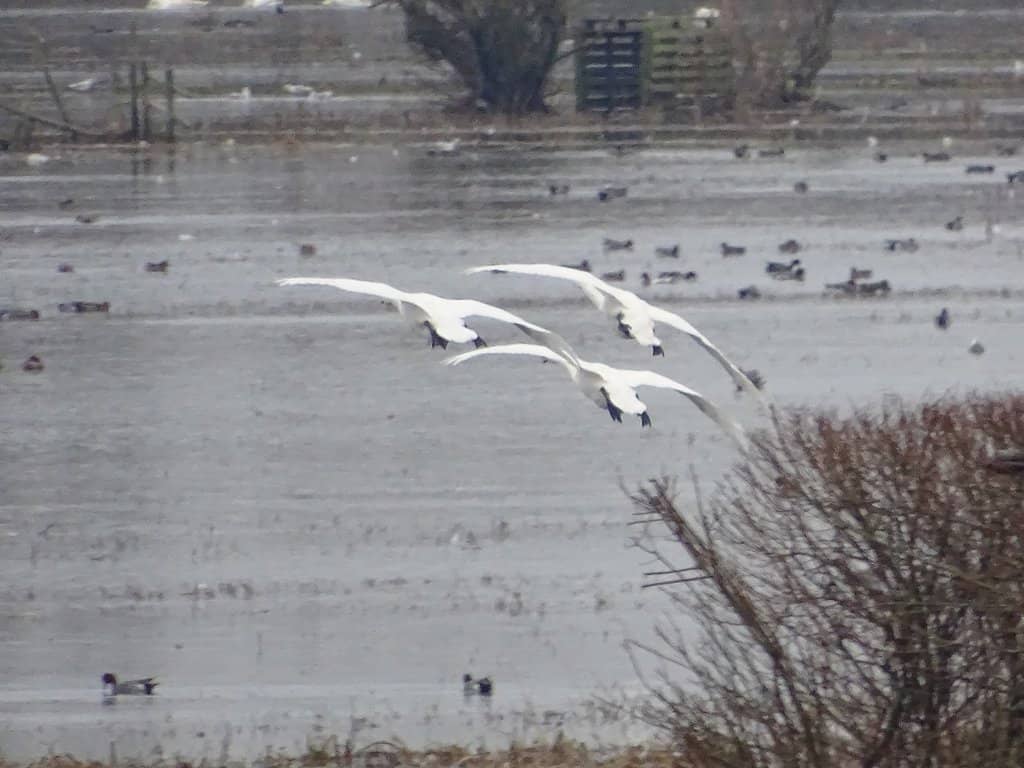 Unique Fenland Landscape