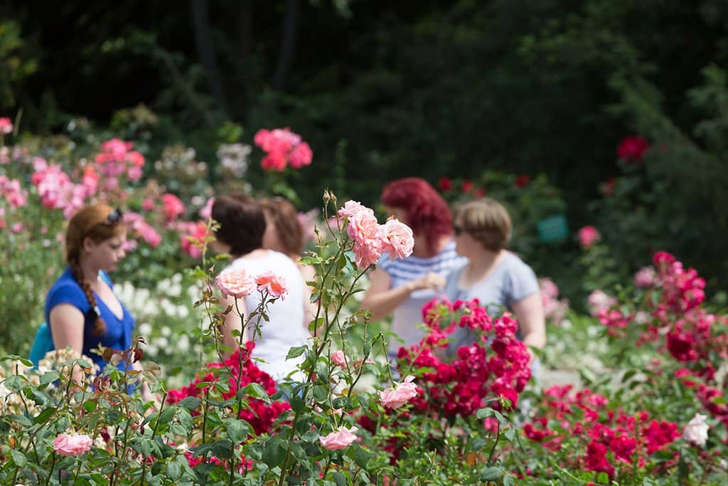 Unique Cactus Garden