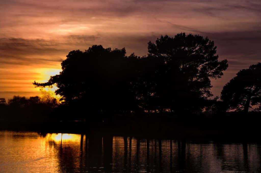 New Forest Ponies & Wildlife
