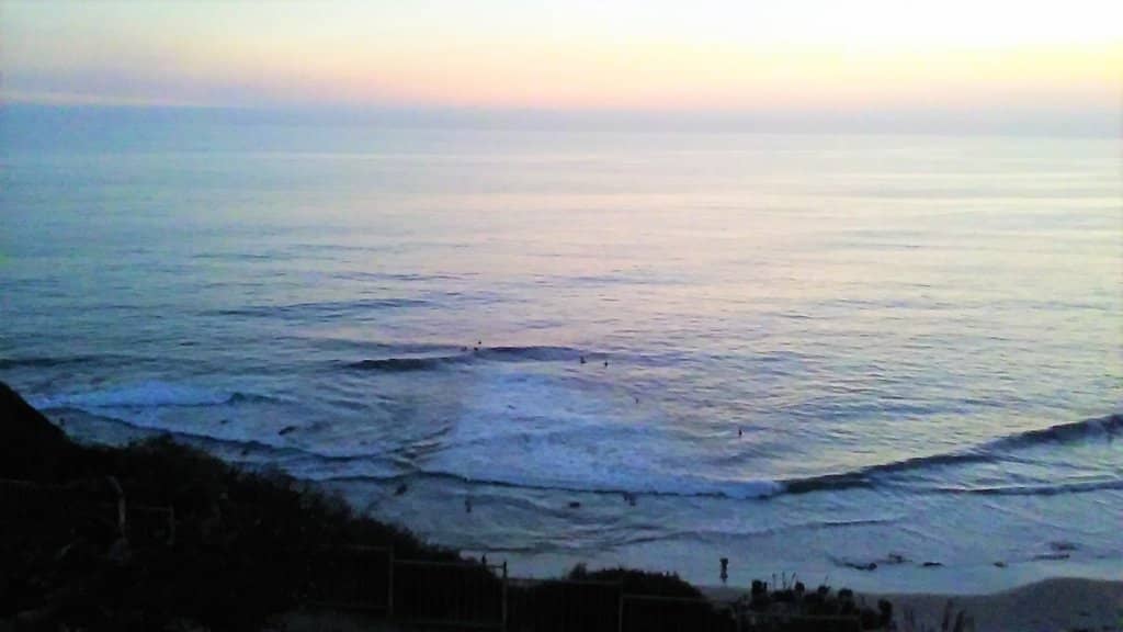 Beautiful Wildflowers