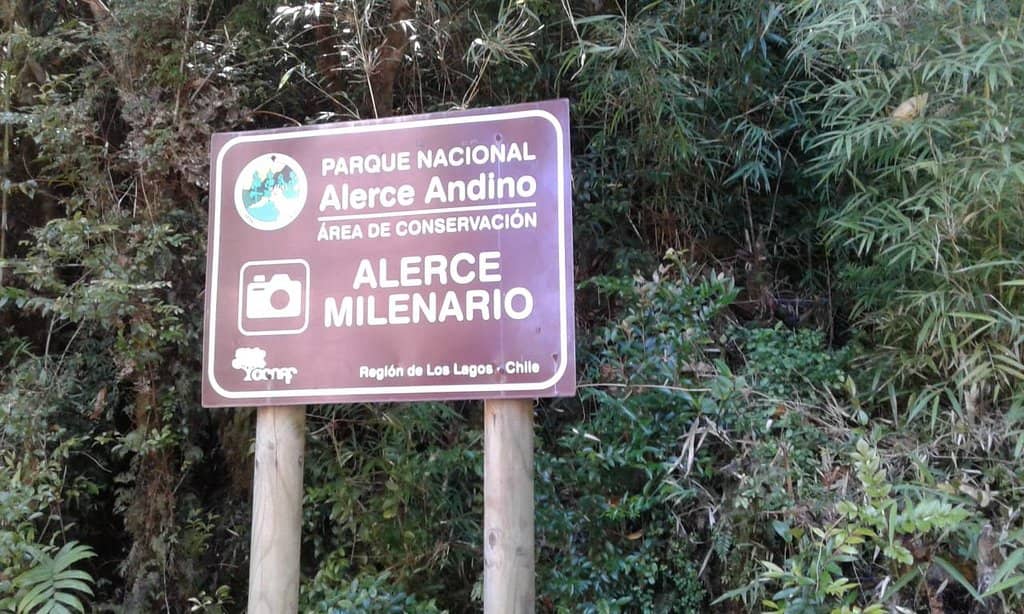Alerce Milenario