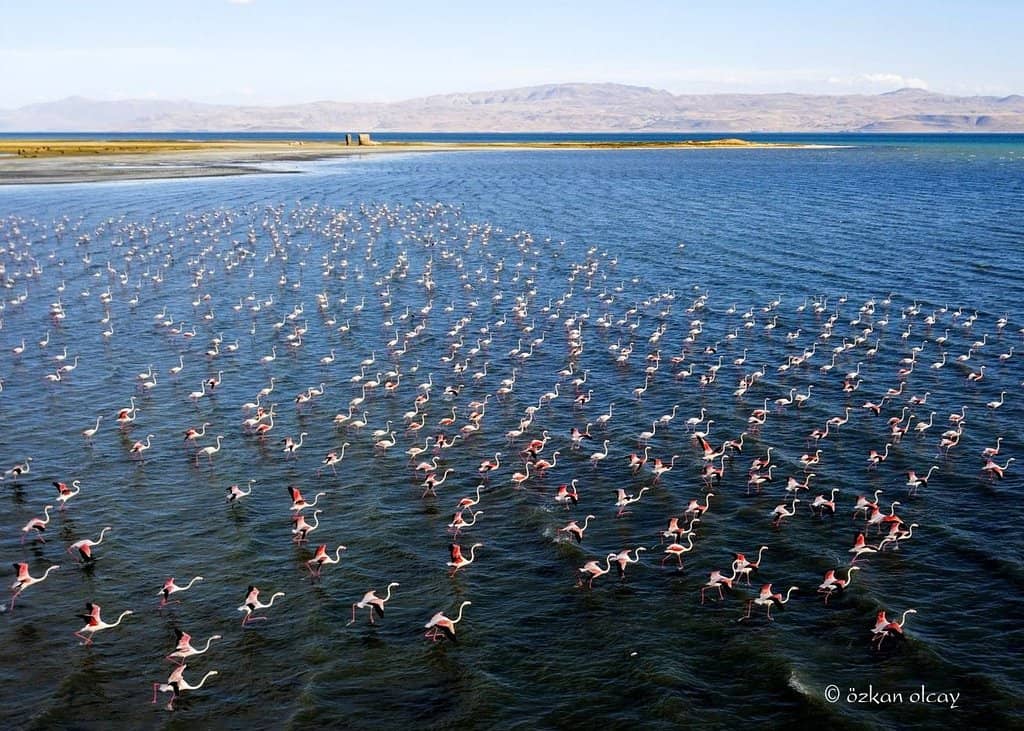 Flamingo Spectacle