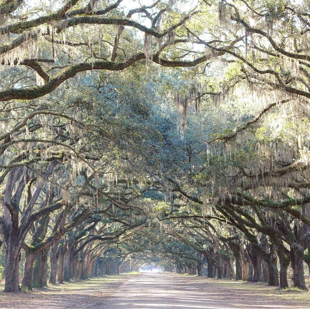 Colonial Life Area