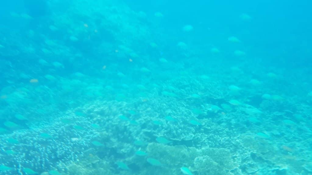 Pescador Island Reef