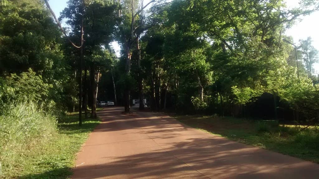 Jungle Walk