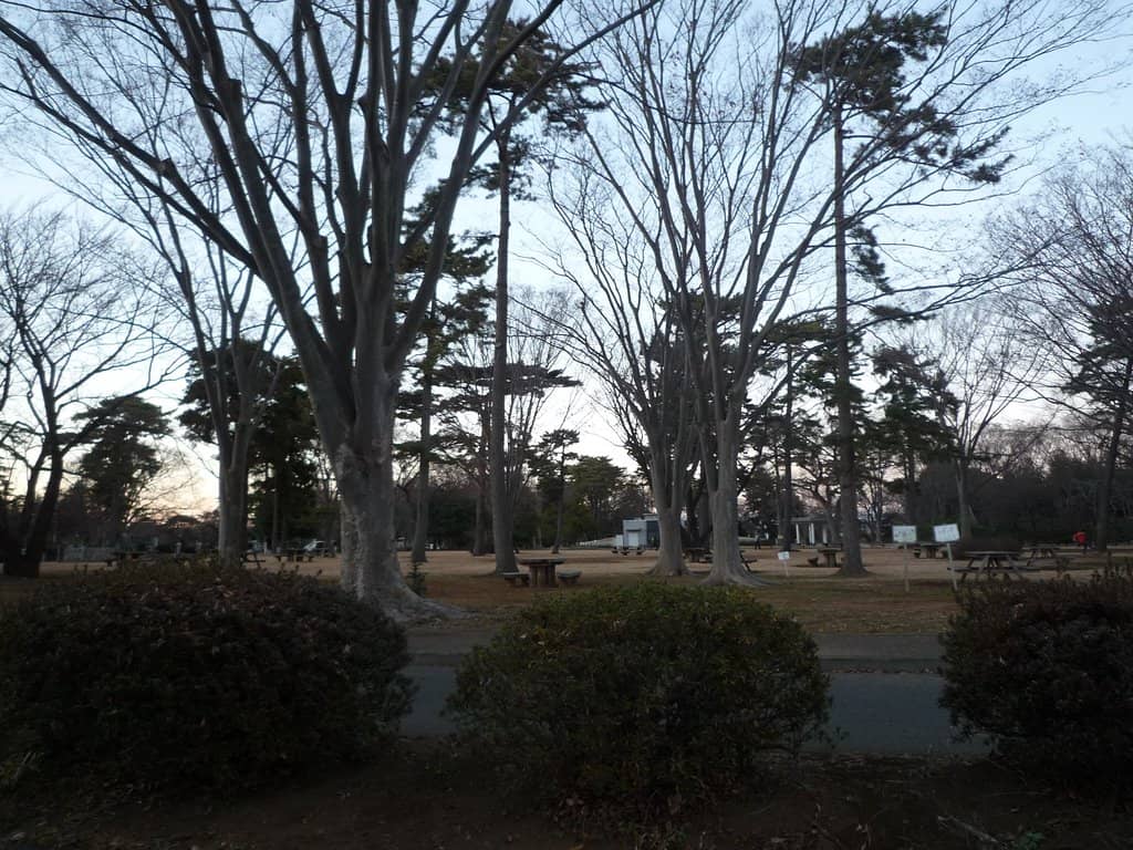 Autumn Foliage