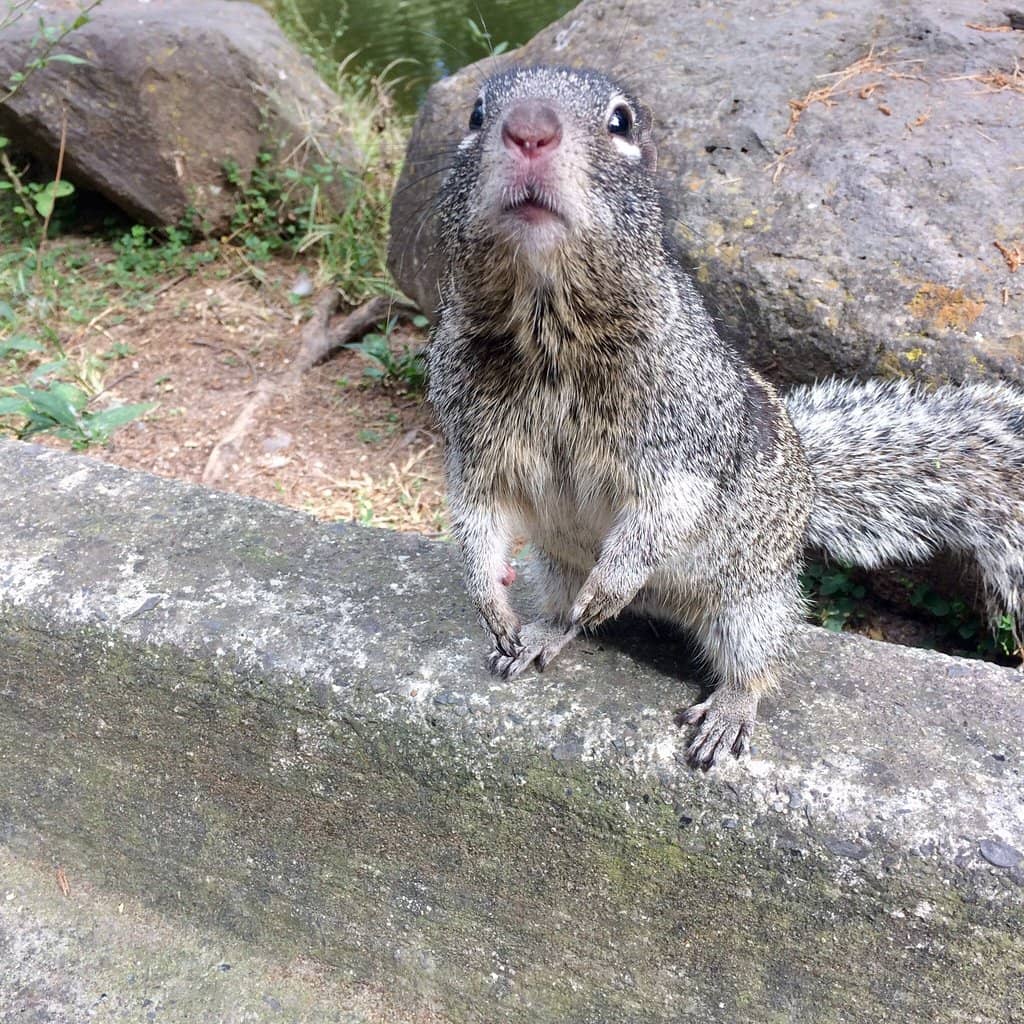 Wildlife Encounters