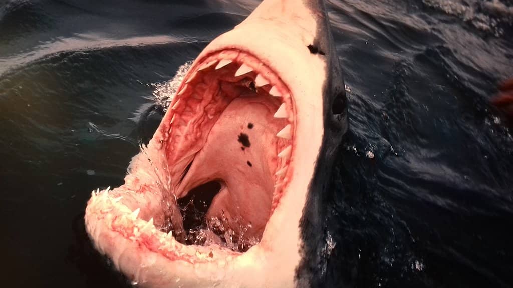 Extensive Ship Models