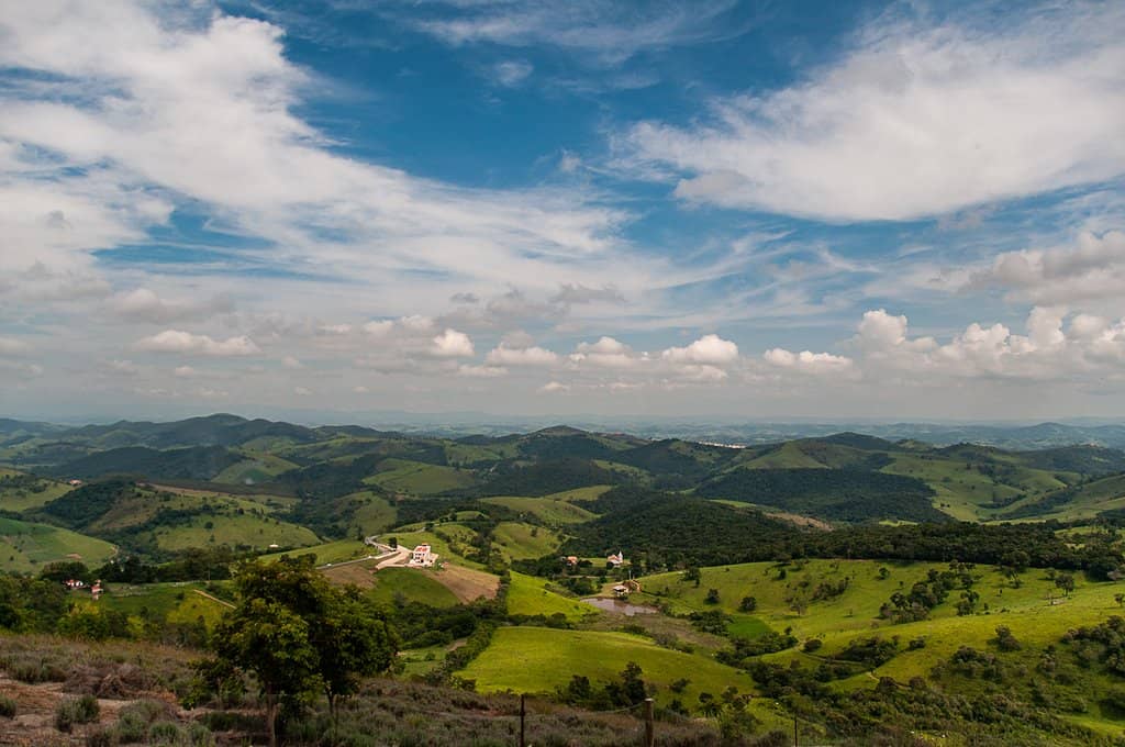 Lavender-Infused Delights