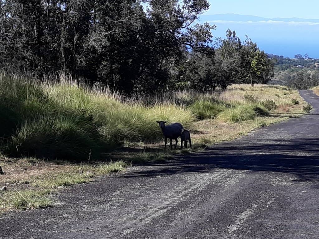Wildlife Encounters