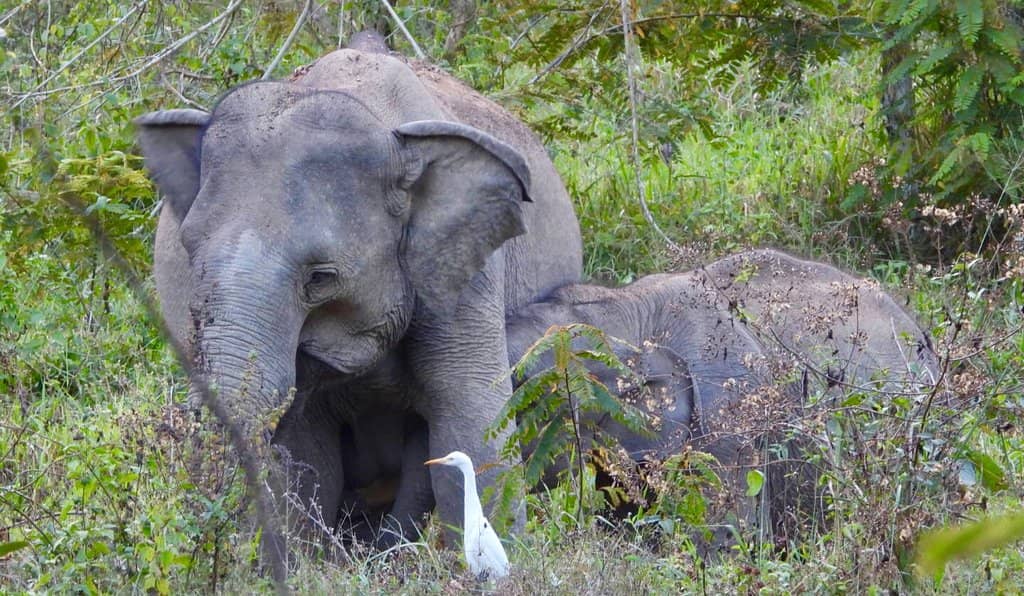 Wild Elephant Encounters