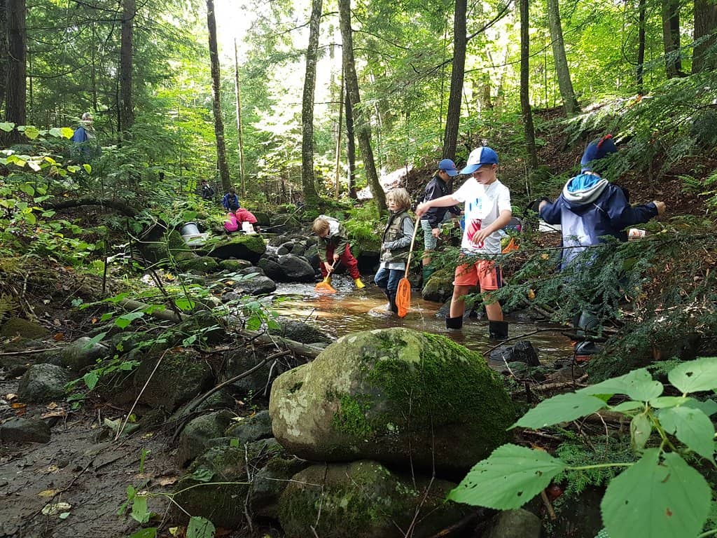 Live Music Performances