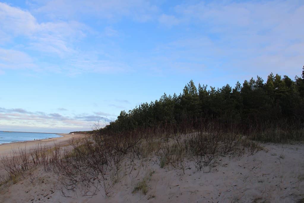 Tranquil Forest Trails