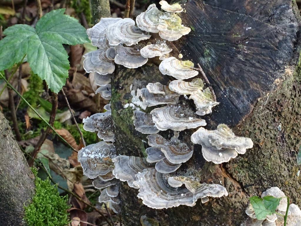 Lepeltje Lepeltje Food Festival