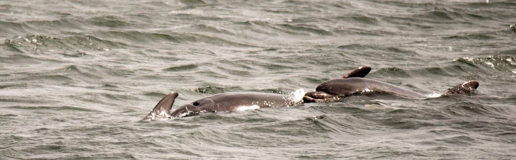 Chanonry Point Lighthouse