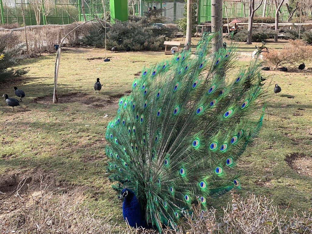 Free-Roaming Birds