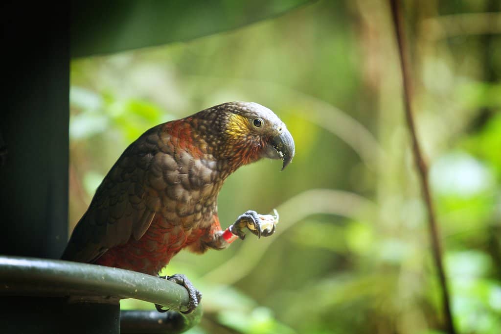 Predator-Free Native Forest