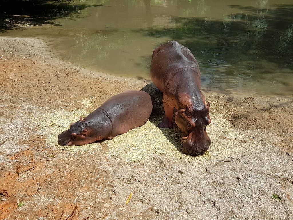 Elephants of the Perak River