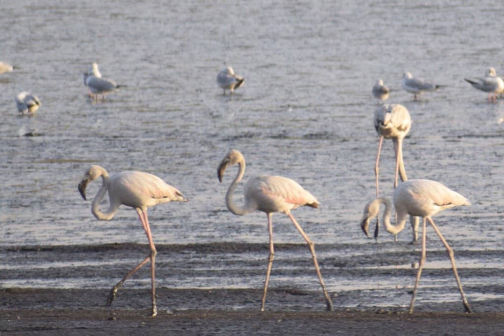Birdwatcher's Paradise